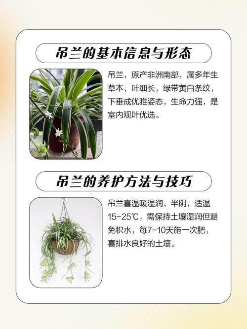 石吊兰的功效与作用？石吊兰的功效与作用及食用方法？-第3张图片-优品飞百科