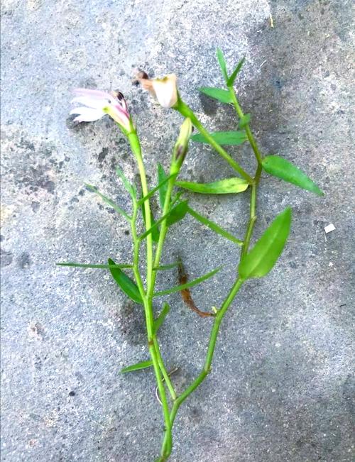 半边莲的功效和作用，半枝莲的功效与作用是什么？-第1张图片-优品飞百科