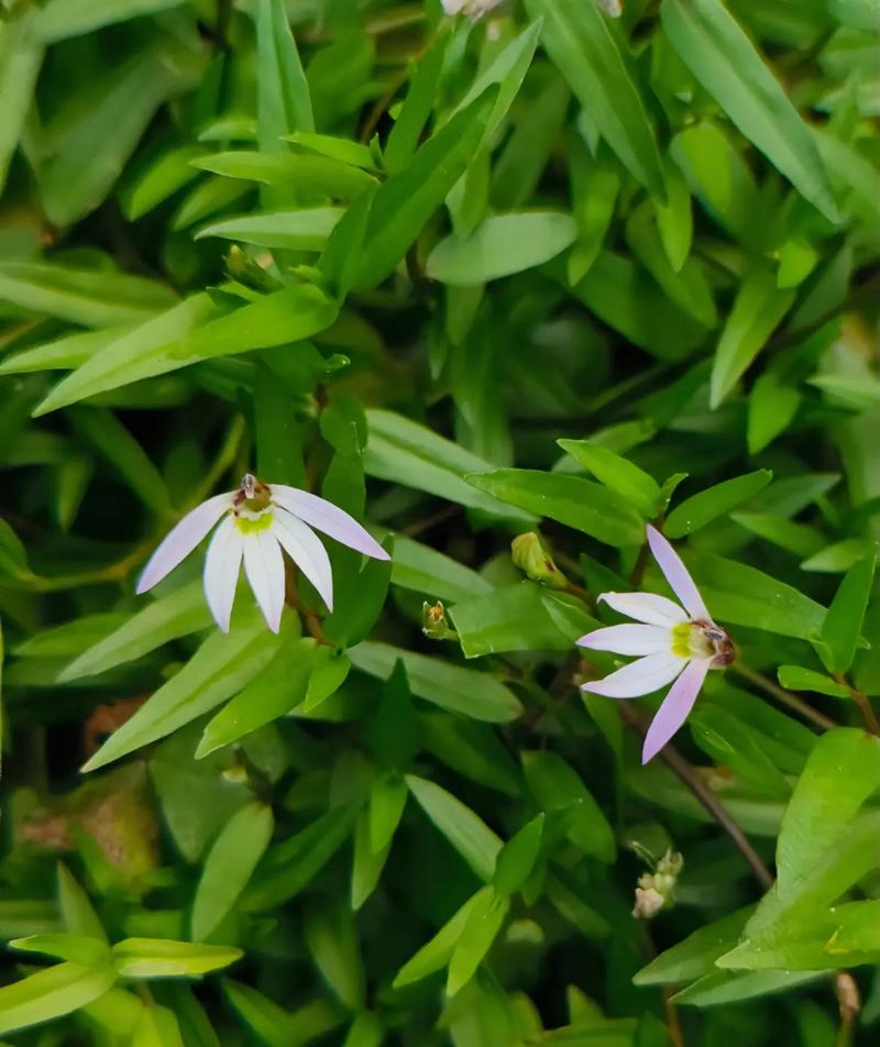 半边莲的功效和作用，半枝莲的功效与作用是什么？-第2张图片-优品飞百科