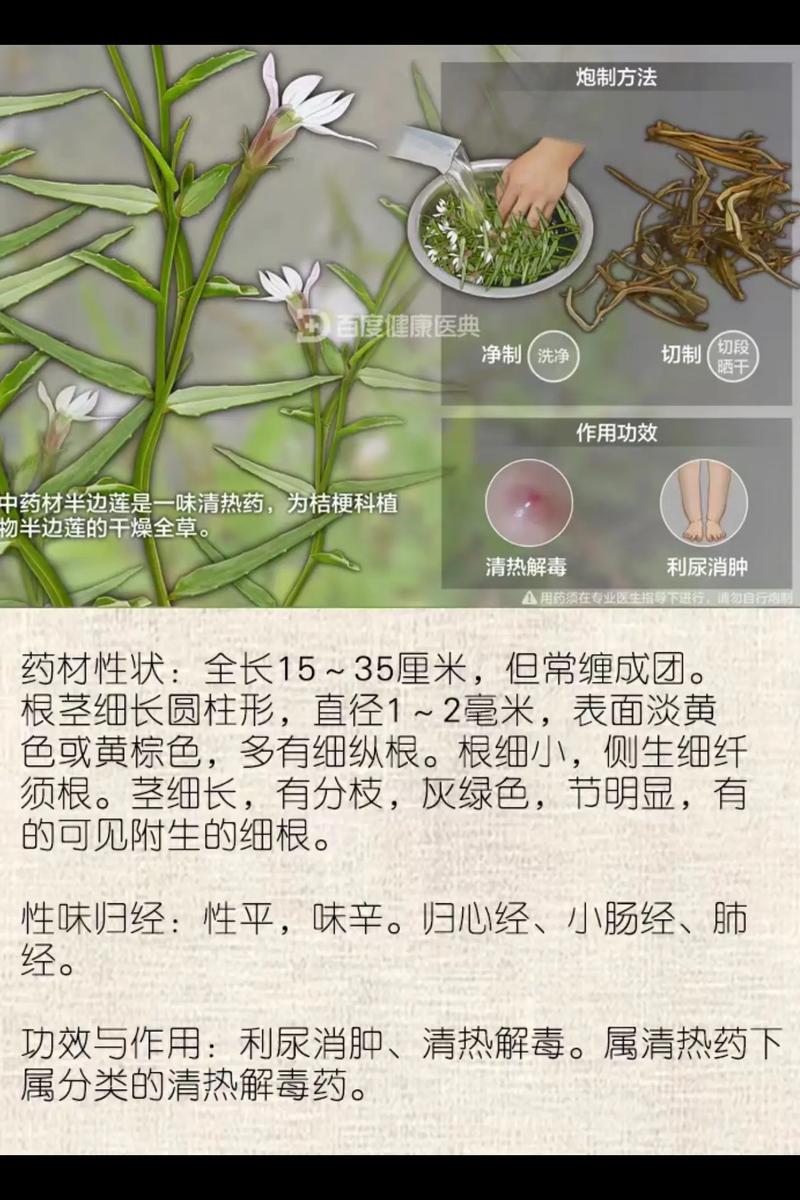 半边莲的功效和作用，半枝莲的功效与作用是什么？-第5张图片-优品飞百科