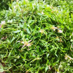 半边莲的功效和作用，半枝莲的功效与作用是什么？-第6张图片-优品飞百科