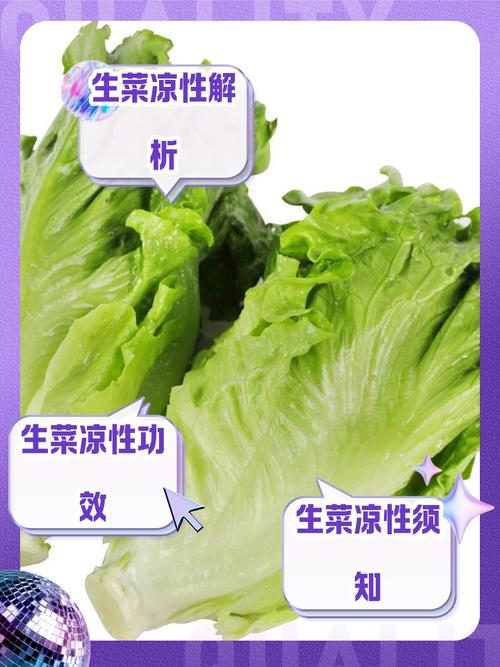 生菜是什么菜，是寒性食物吗？生菜是寒性的还是凉性的？-第2张图片-优品飞百科