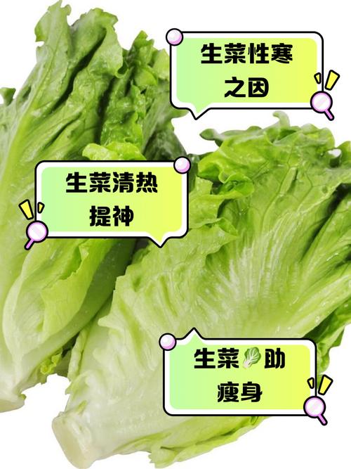 生菜是什么菜，是寒性食物吗？生菜是寒性的还是凉性的？-第4张图片-优品飞百科