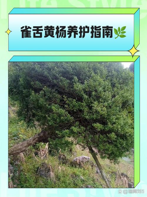 黄杨的功效和作用，黄杨的药用价值及功效-第2张图片-优品飞百科