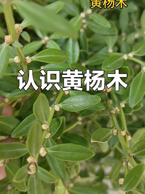 黄杨的功效和作用，黄杨的药用价值及功效-第3张图片-优品飞百科