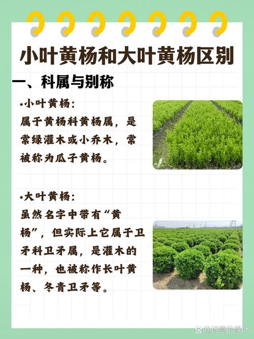 黄杨的功效和作用，黄杨的药用价值及功效-第4张图片-优品飞百科