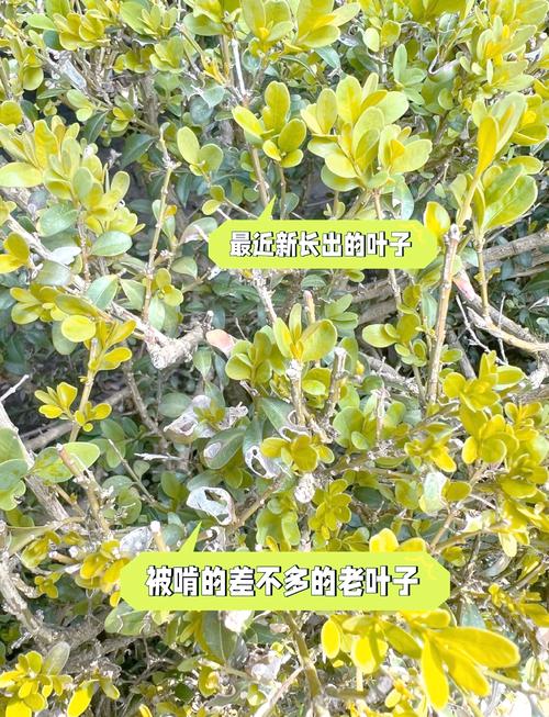黄杨的功效和作用，黄杨的药用价值及功效-第5张图片-优品飞百科