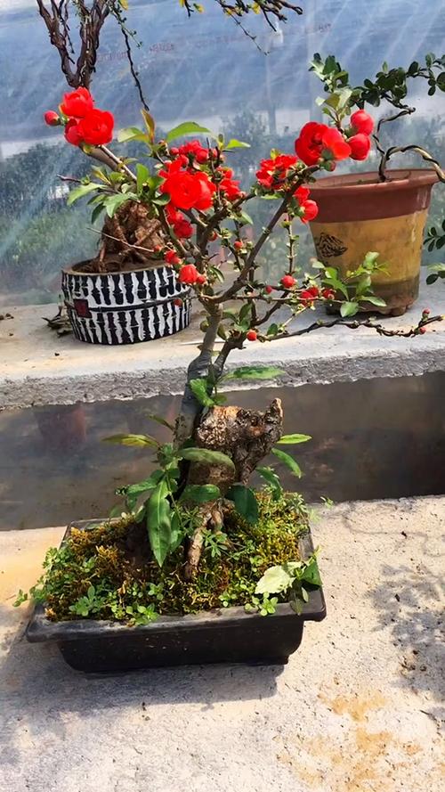 海棠是什么季节开的花,喜欢水多还是水少,海棠是什么季节开放的-第1张图片-优品飞百科 海棠是什么季节开的花,喜欢水多还是水少,海棠是什么季节开放的-第1张图片-优品飞百科