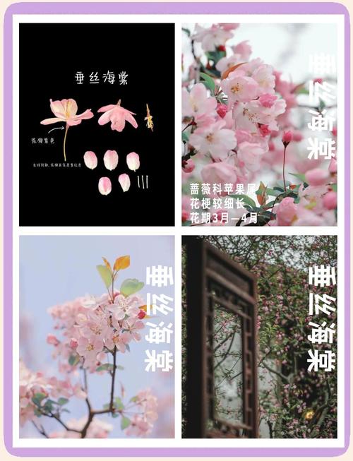 海棠是什么季节开的花,喜欢水多还是水少,海棠是什么季节开放的-第2张图片-优品飞百科 海棠是什么季节开的花,喜欢水多还是水少,海棠是什么季节开放的-第2张图片-优品飞百科