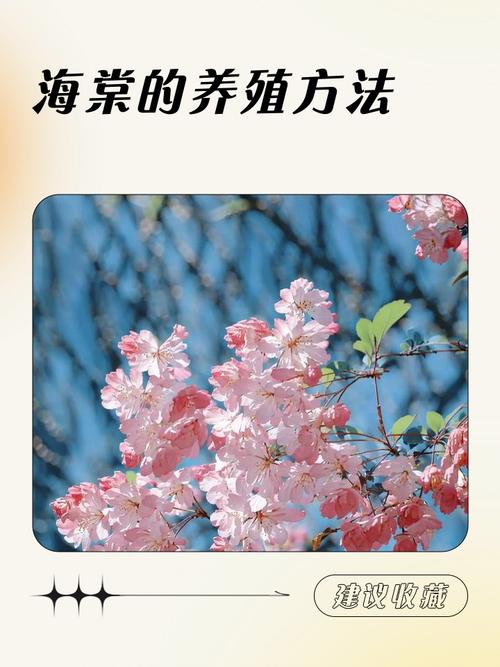 海棠是什么季节开的花,喜欢水多还是水少,海棠是什么季节开放的-第4张图片-优品飞百科 海棠是什么季节开的花,喜欢水多还是水少,海棠是什么季节开放的-第4张图片-优品飞百科