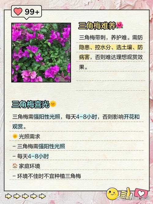 三角梅适合在家养吗，三角梅可以在家养吗-第1张图片-优品飞百科