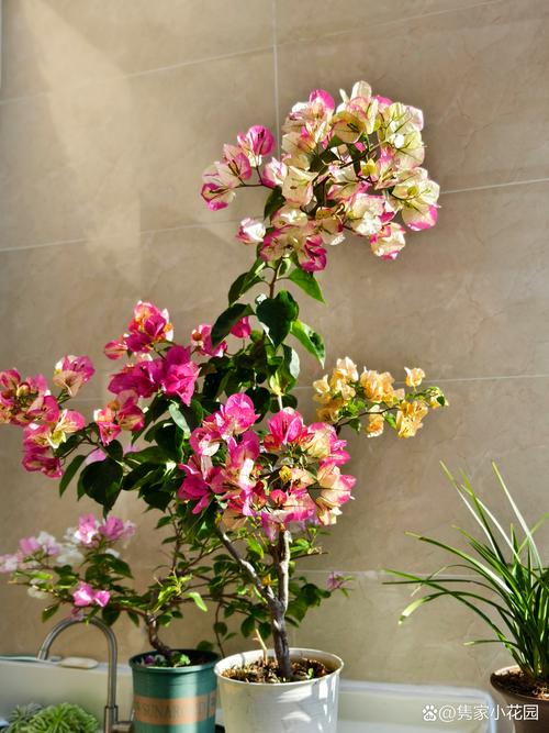 三角梅适合在家养吗，三角梅可以在家养吗-第3张图片-优品飞百科