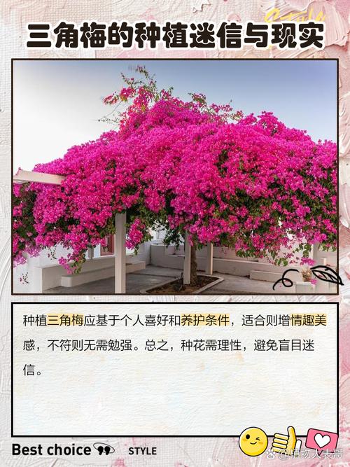 三角梅适合在家养吗，三角梅可以在家养吗-第4张图片-优品飞百科