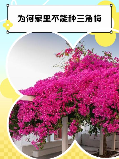 三角梅适合在家养吗，三角梅可以在家养吗-第5张图片-优品飞百科