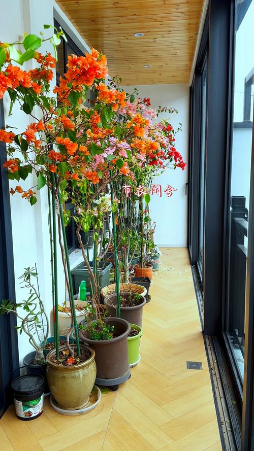 三角梅适合在家养吗，三角梅可以在家养吗-第6张图片-优品飞百科