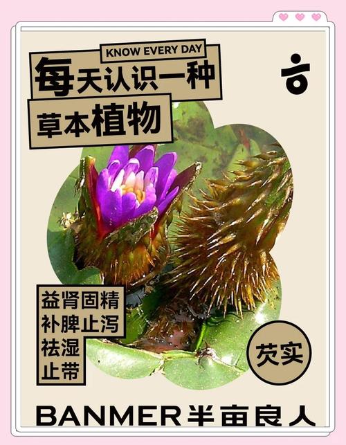 芡实的功效与作用,茯苓的功效与作用?-第3张图片-优品飞百科 芡实的功效与作用,茯苓的功效与作用?-第3张图片-优品飞百科
