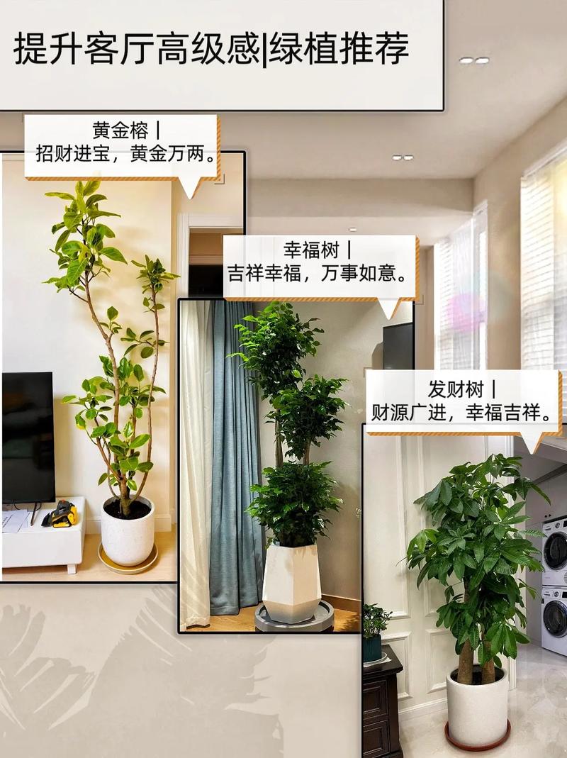 客厅放什么植物旺财而且全家身体好？客厅放什么植物旺财而且全家身体好花瓶的腌菜缸好吗？-第1张图片-优品飞百科