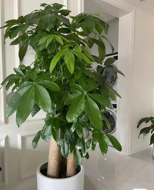 客厅放什么植物旺财而且全家身体好？客厅放什么植物旺财而且全家身体好花瓶的腌菜缸好吗？-第2张图片-优品飞百科