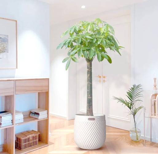 客厅放什么植物旺财而且全家身体好？客厅放什么植物旺财而且全家身体好花瓶的腌菜缸好吗？-第4张图片-优品飞百科