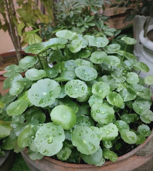 客厅放什么植物旺财而且全家身体好？客厅放什么植物旺财而且全家身体好花瓶的腌菜缸好吗？-第5张图片-优品飞百科