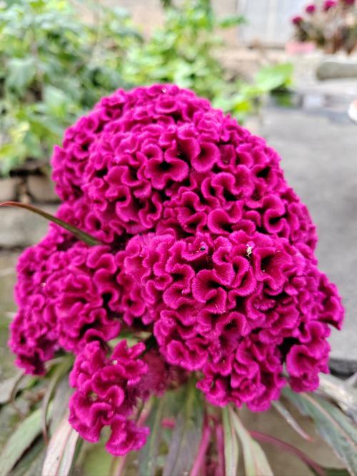 鸡冠花能在室内养吗，鸡冠花能在室内养吗冬天？