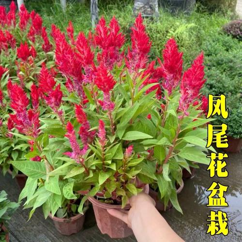 鸡冠花能在室内养吗,鸡冠花能在室内养吗冬天?-第2张图片-优品飞百科 鸡冠花能在室内养吗,鸡冠花能在室内养吗冬天?-第2张图片-优品飞百科