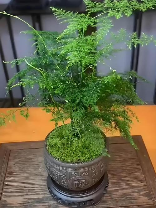 鸡冠花能在室内养吗,鸡冠花能在室内养吗冬天?-第3张图片-优品飞百科 鸡冠花能在室内养吗,鸡冠花能在室内养吗冬天?-第3张图片-优品飞百科