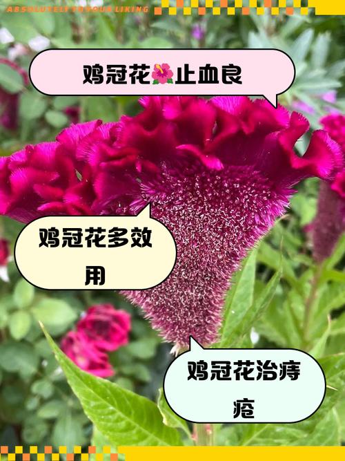 鸡冠花能在室内养吗,鸡冠花能在室内养吗冬天?-第4张图片-优品飞百科 鸡冠花能在室内养吗,鸡冠花能在室内养吗冬天?-第4张图片-优品飞百科