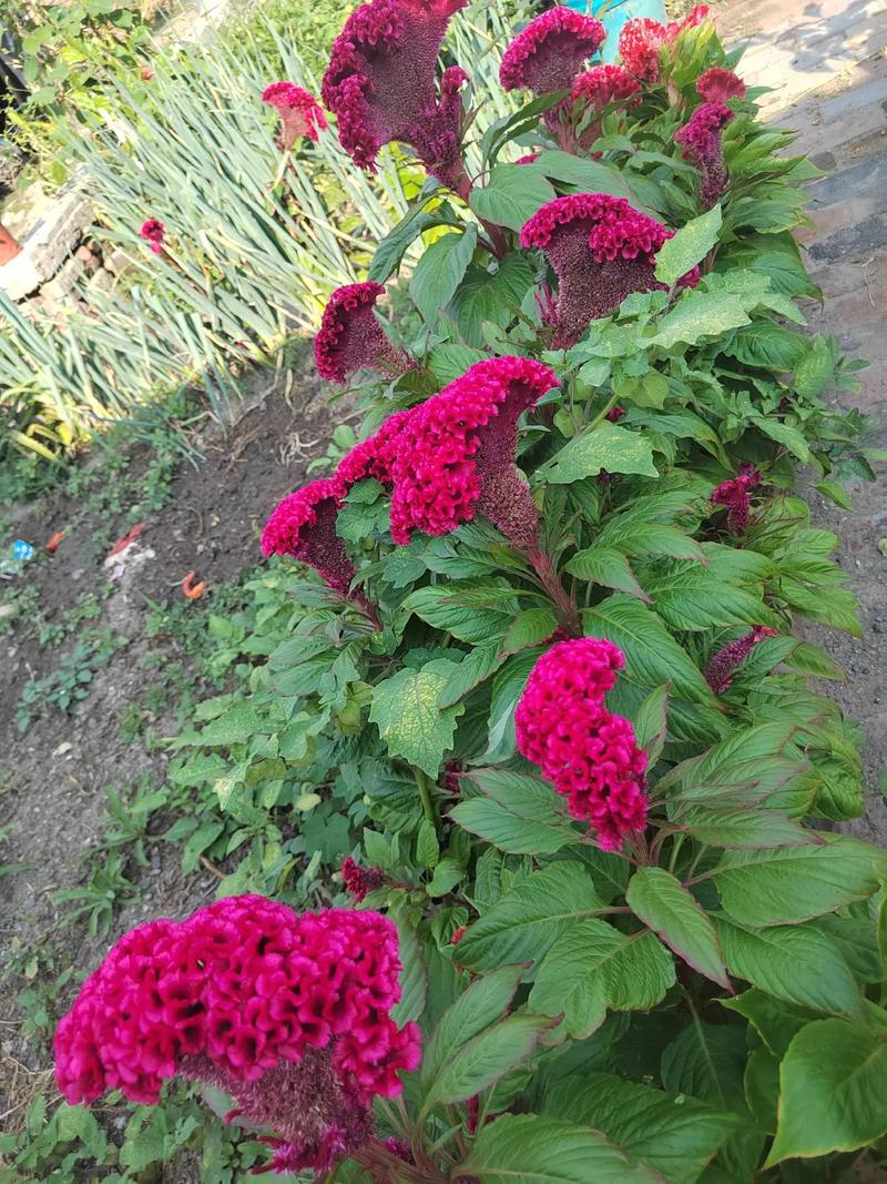 鸡冠花能在室内养吗,鸡冠花能在室内养吗冬天?-第5张图片-优品飞百科 鸡冠花能在室内养吗,鸡冠花能在室内养吗冬天?-第5张图片-优品飞百科