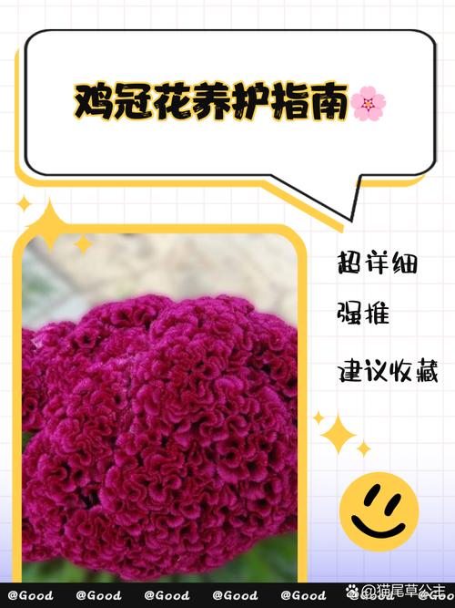 鸡冠花能在室内养吗,鸡冠花能在室内养吗冬天?-第6张图片-优品飞百科 鸡冠花能在室内养吗,鸡冠花能在室内养吗冬天?-第6张图片-优品飞百科