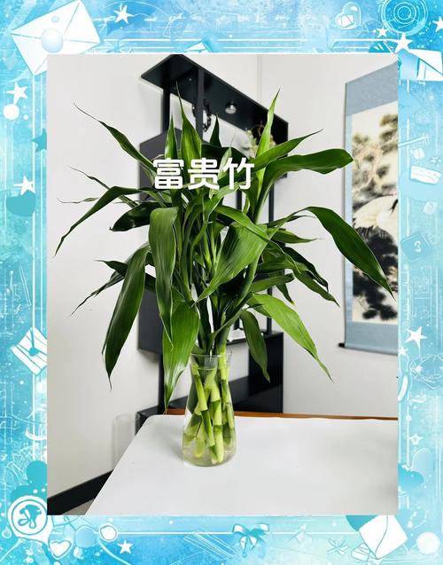 富贵竹能放在客厅吗，富贵竹能放在客厅吗风水好吗？