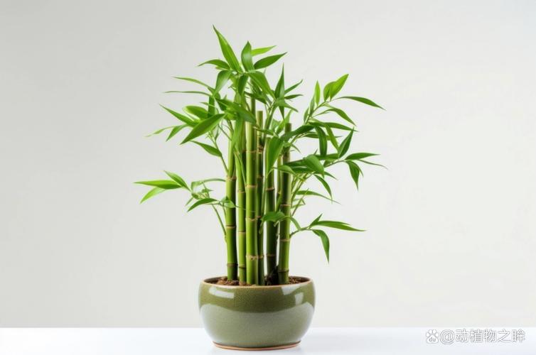 富贵竹能放在客厅吗,富贵竹能放在客厅吗风水好吗?-第2张图片-优品飞百科 富贵竹能放在客厅吗,富贵竹能放在客厅吗风水好吗?-第2张图片-优品飞百科