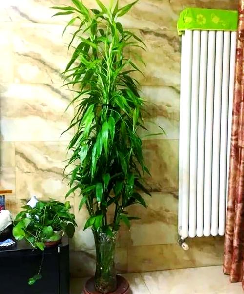 富贵竹能放在客厅吗,富贵竹能放在客厅吗风水好吗?-第3张图片-优品飞百科 富贵竹能放在客厅吗,富贵竹能放在客厅吗风水好吗?-第3张图片-优品飞百科