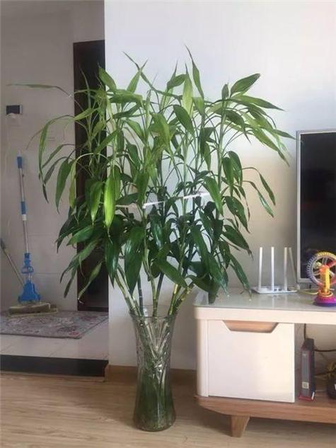 富贵竹能放在客厅吗,富贵竹能放在客厅吗风水好吗?-第4张图片-优品飞百科 富贵竹能放在客厅吗,富贵竹能放在客厅吗风水好吗?-第4张图片-优品飞百科