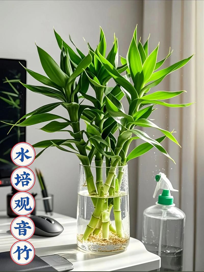 富贵竹能放在客厅吗,富贵竹能放在客厅吗风水好吗?-第5张图片-优品飞百科 富贵竹能放在客厅吗,富贵竹能放在客厅吗风水好吗?-第5张图片-优品飞百科