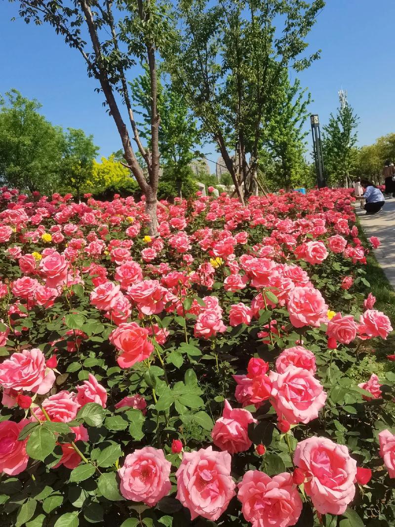 淮南适合养什么花，市花和市树是什么，淮南的花市在哪里？