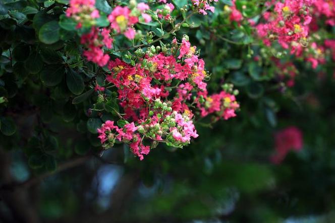 淮南适合养什么花，市花和市树是什么，淮南的花市在哪里？-第2张图片-优品飞百科