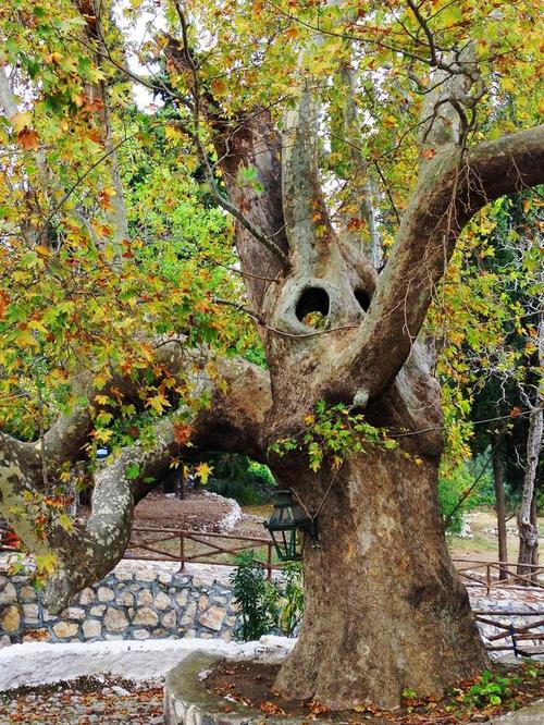 淮南适合养什么花，市花和市树是什么，淮南的花市在哪里？-第3张图片-优品飞百科