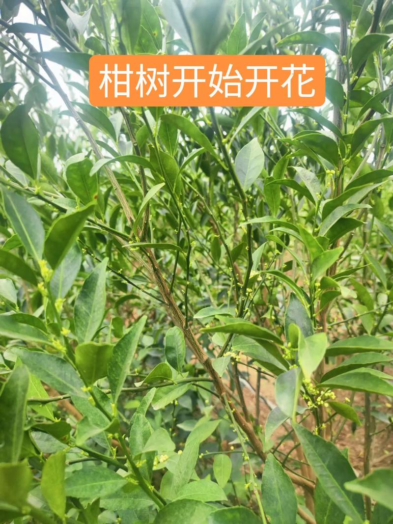 柑橘的花语和传说,柑橘的花语和寓意?-第1张图片-优品飞百科 柑橘的花语和传说,柑橘的花语和寓意?-第1张图片-优品飞百科