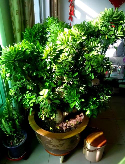 柑橘的花语和传说,柑橘的花语和寓意?-第4张图片-优品飞百科 柑橘的花语和传说,柑橘的花语和寓意?-第4张图片-优品飞百科