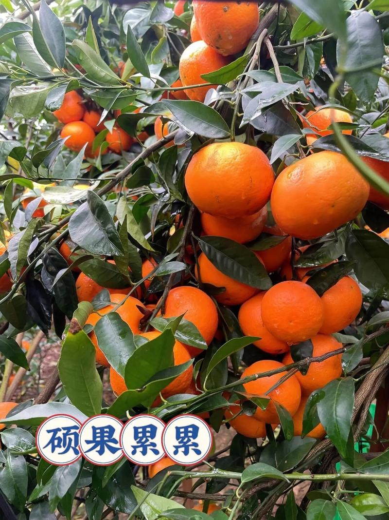 柑橘的花语和传说,柑橘的花语和寓意?-第5张图片-优品飞百科 柑橘的花语和传说,柑橘的花语和寓意?-第5张图片-优品飞百科