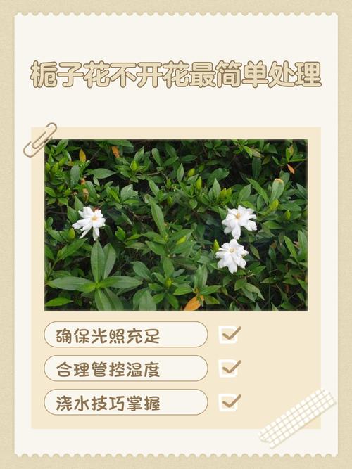 栀子3个月变老桩,根壮叶绿花满枝,给多少钱都不卖!,栀子枝条-第1张图片-优品飞百科 栀子3个月变老桩,根壮叶绿花满枝,给多少钱都不卖!,栀子枝条-第1张图片-优品飞百科