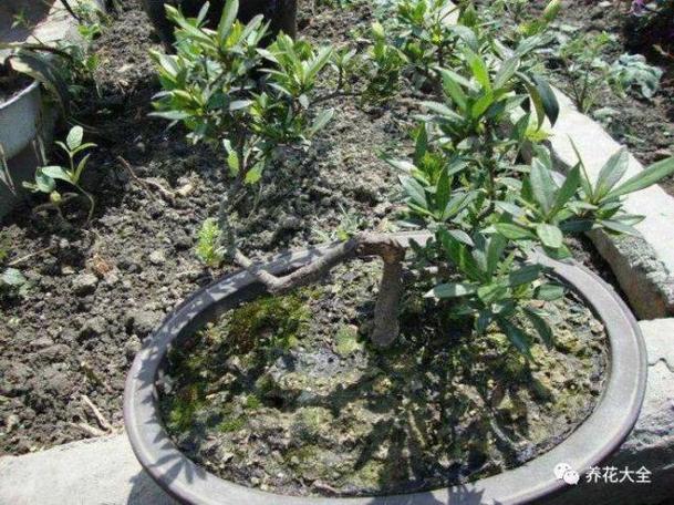 栀子3个月变老桩,根壮叶绿花满枝,给多少钱都不卖!,栀子枝条-第2张图片-优品飞百科 栀子3个月变老桩,根壮叶绿花满枝,给多少钱都不卖!,栀子枝条-第2张图片-优品飞百科