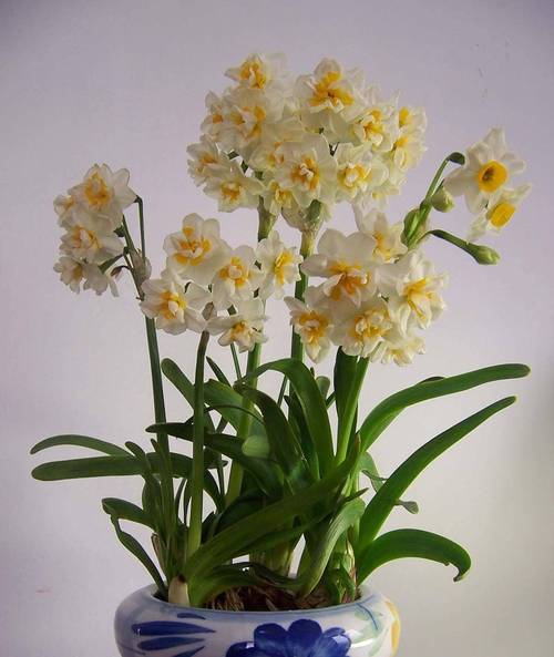 栀子3个月变老桩,根壮叶绿花满枝,给多少钱都不卖!,栀子枝条-第3张图片-优品飞百科 栀子3个月变老桩,根壮叶绿花满枝,给多少钱都不卖!,栀子枝条-第3张图片-优品飞百科