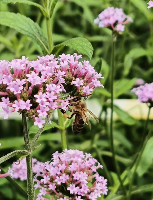 马缨丹和美女樱的区别？马樱丹有毒吗？-第1张图片-优品飞百科