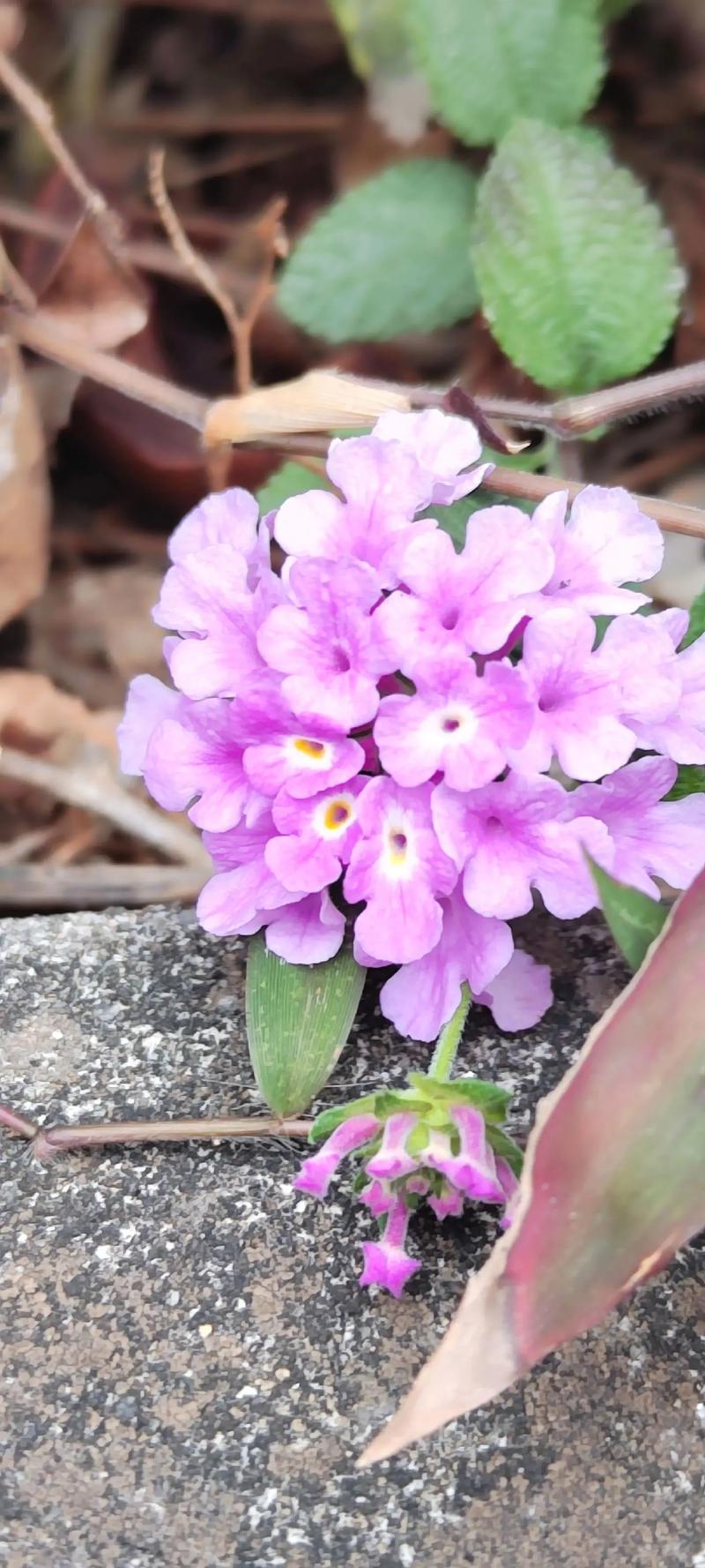 马缨丹和美女樱的区别？马樱丹有毒吗？-第3张图片-优品飞百科