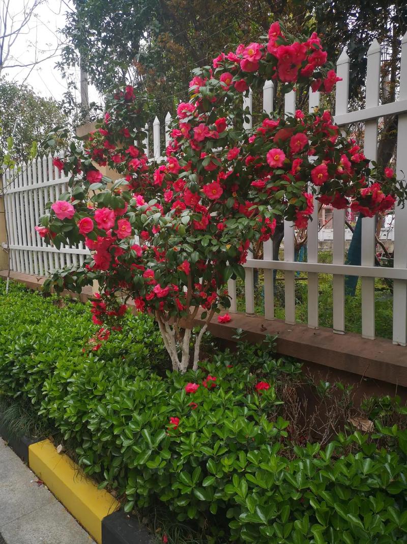 马缨丹和美女樱的区别？马樱丹有毒吗？-第4张图片-优品飞百科