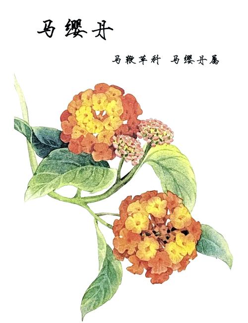 马缨丹和美女樱的区别？马樱丹有毒吗？-第5张图片-优品飞百科