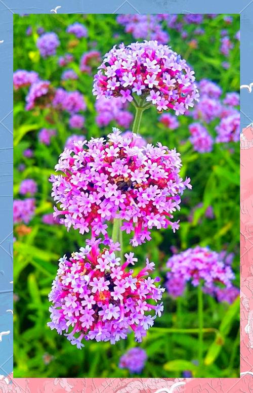 马缨丹和美女樱的区别？马樱丹有毒吗？-第6张图片-优品飞百科