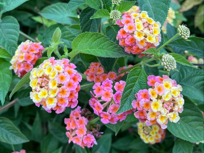 马缨丹和美女樱的区别？马樱丹有毒吗？-第7张图片-优品飞百科